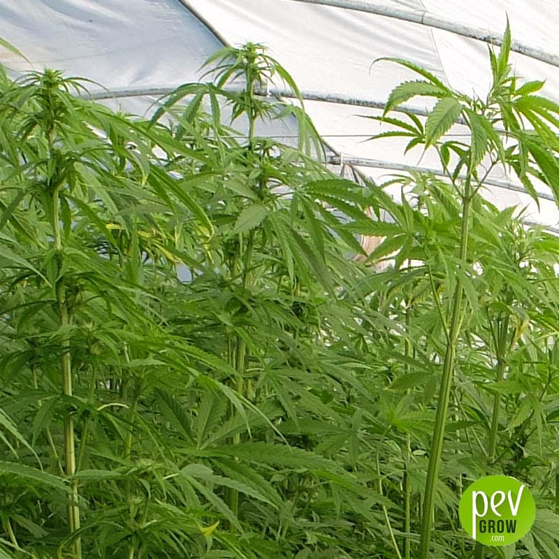 Fibror 79 hemp
